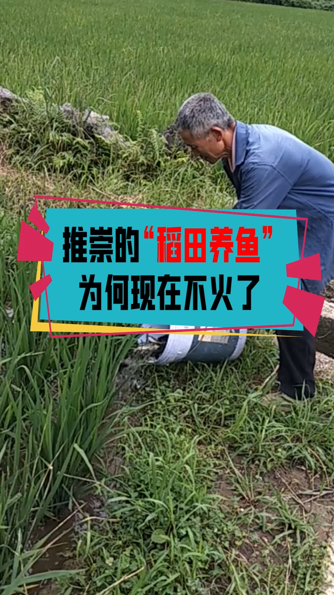 #奇闻趣事抢先看#一直推崇的“稻田养鱼”，为什么现在不火了