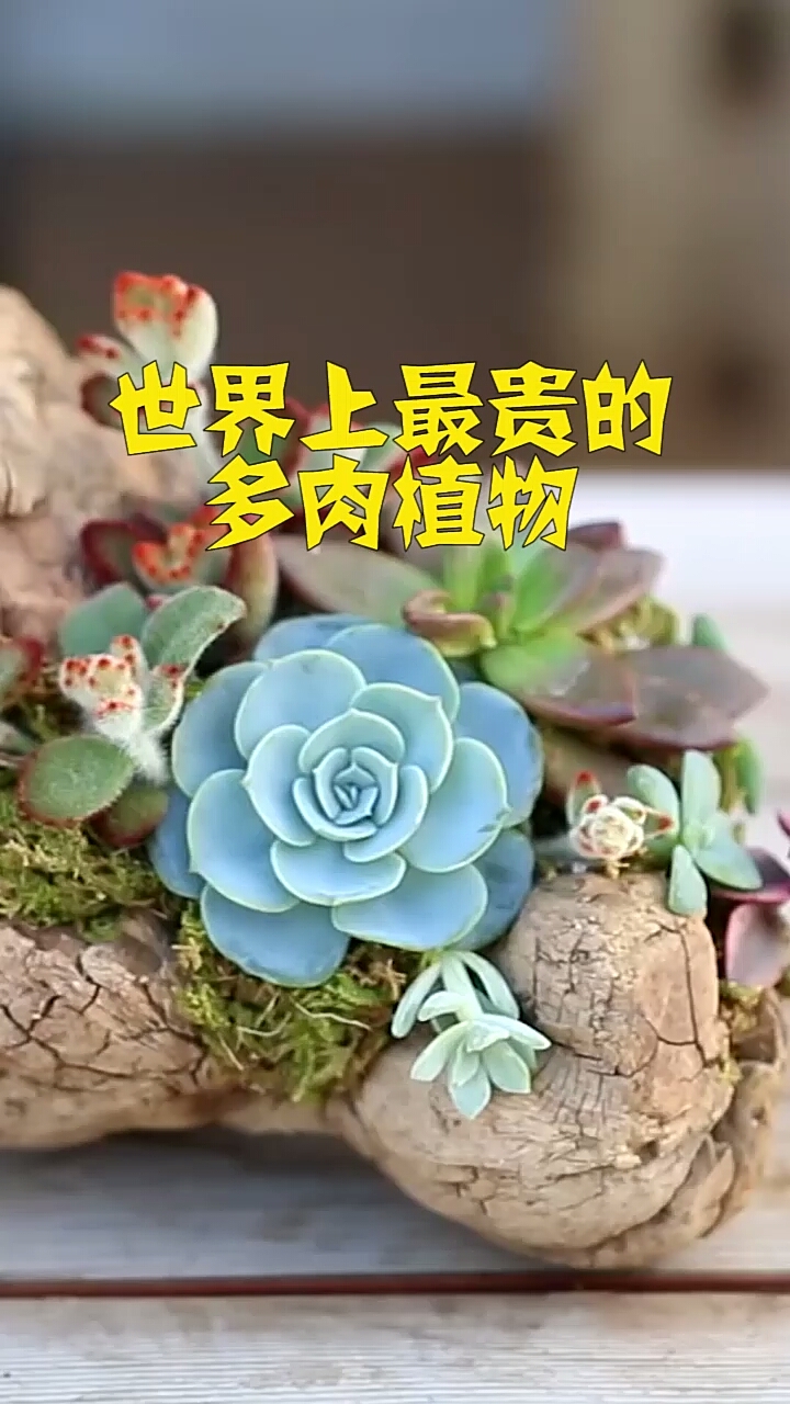 世界上最贵的多肉植物