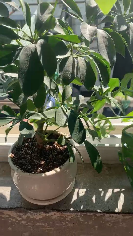 #全民迎新年#今天是2020年的元旦,看着自家养的小小盆景,花花草草一天天长大,心情格外舒