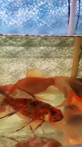 漂亮的金鱼
