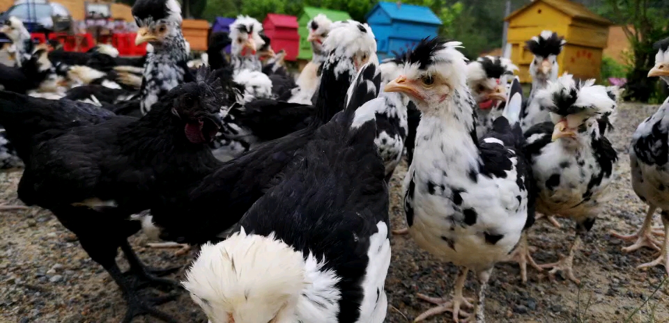 在大山里养了贵妃鸡和五黑鸡,再一个月可以下蛋了。