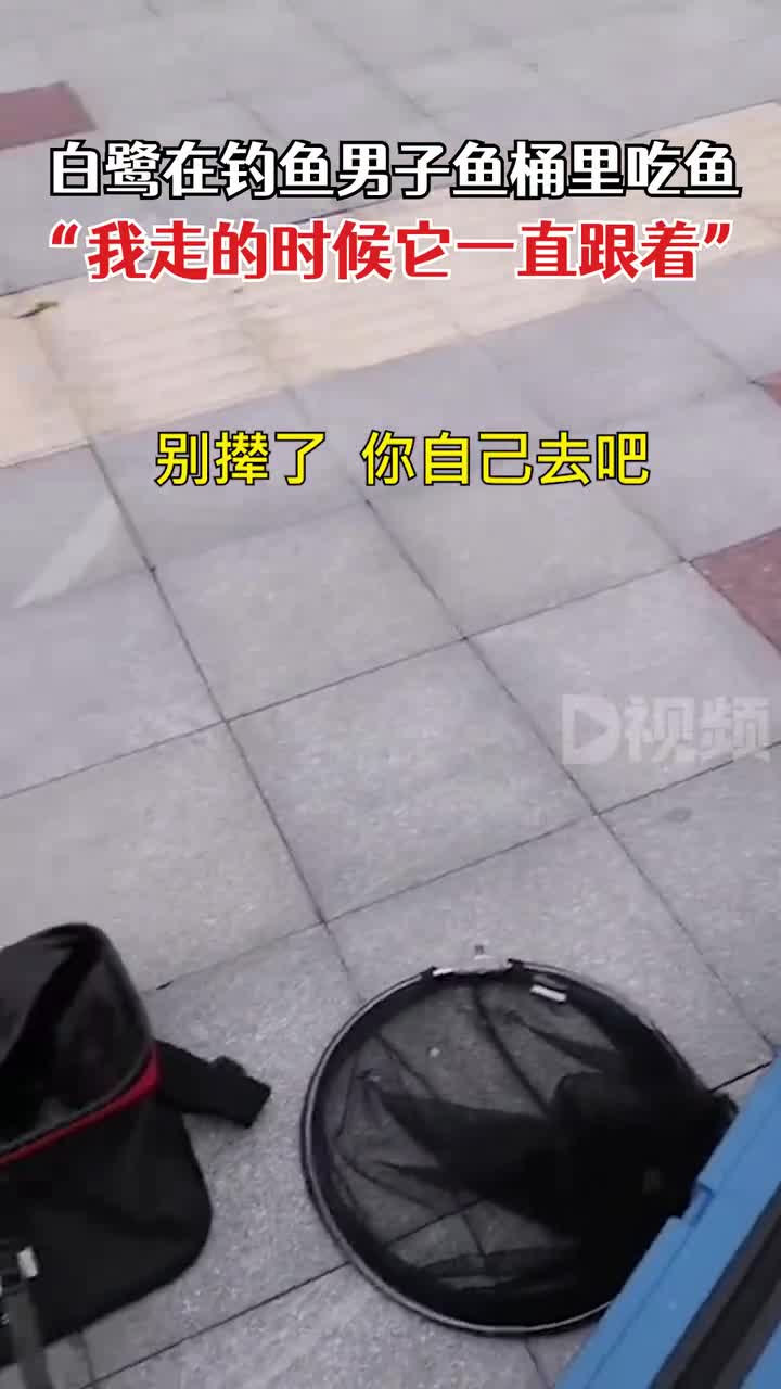 12月5日,浙江宁波。野生白鹭在钓鱼男子鱼桶里吃鱼,男子:我走的时候它一直跟着