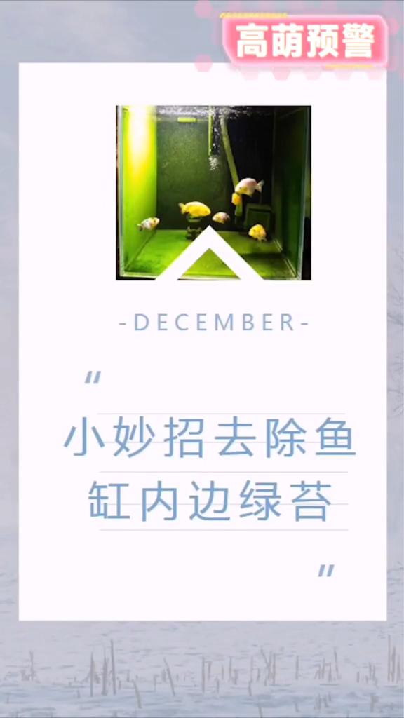 鱼缸壁上的绿藻怎么去除