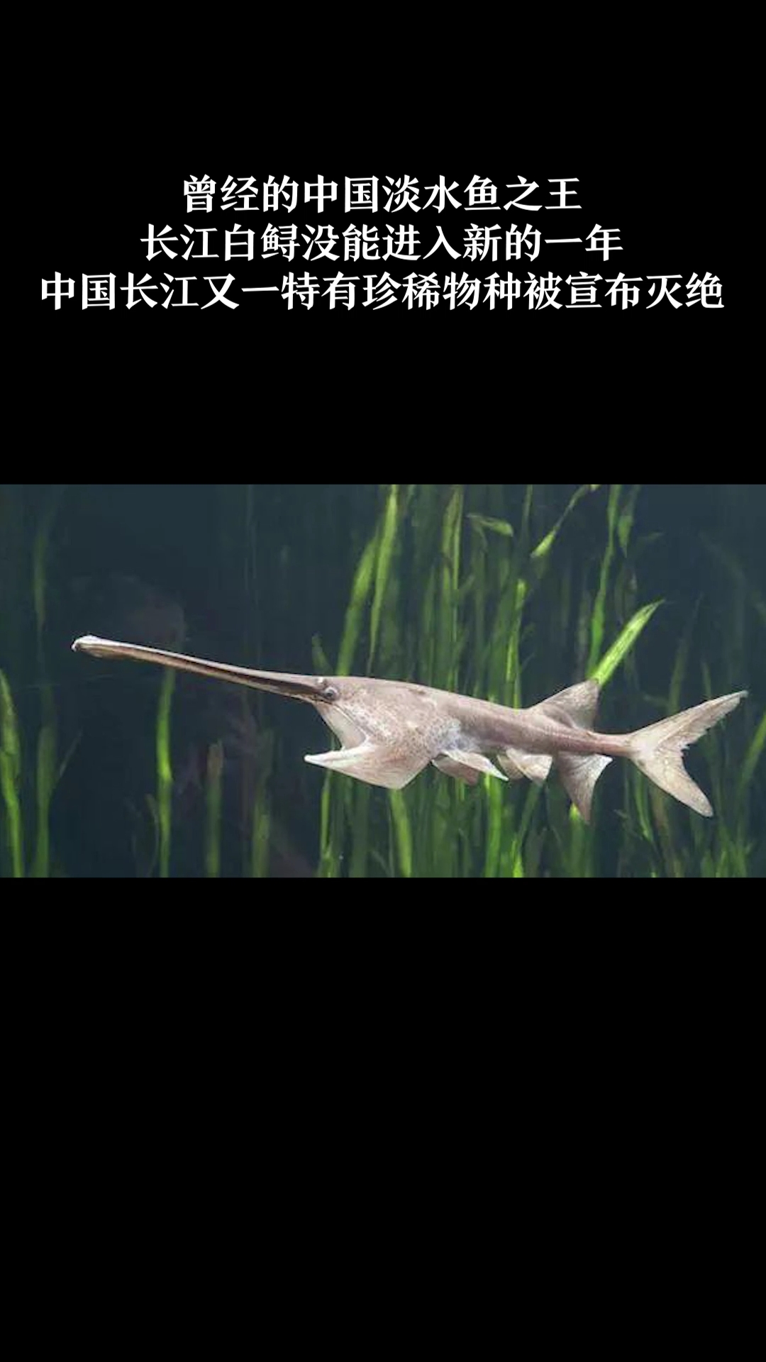 长江白鲟宣告灭绝!“中国淡水鱼之王”未能跨进2020年 