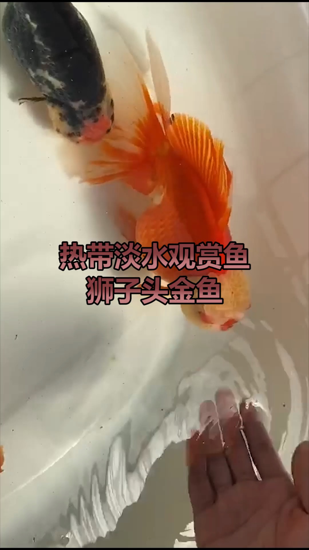 狮子头鱼,看看长得多像狮子