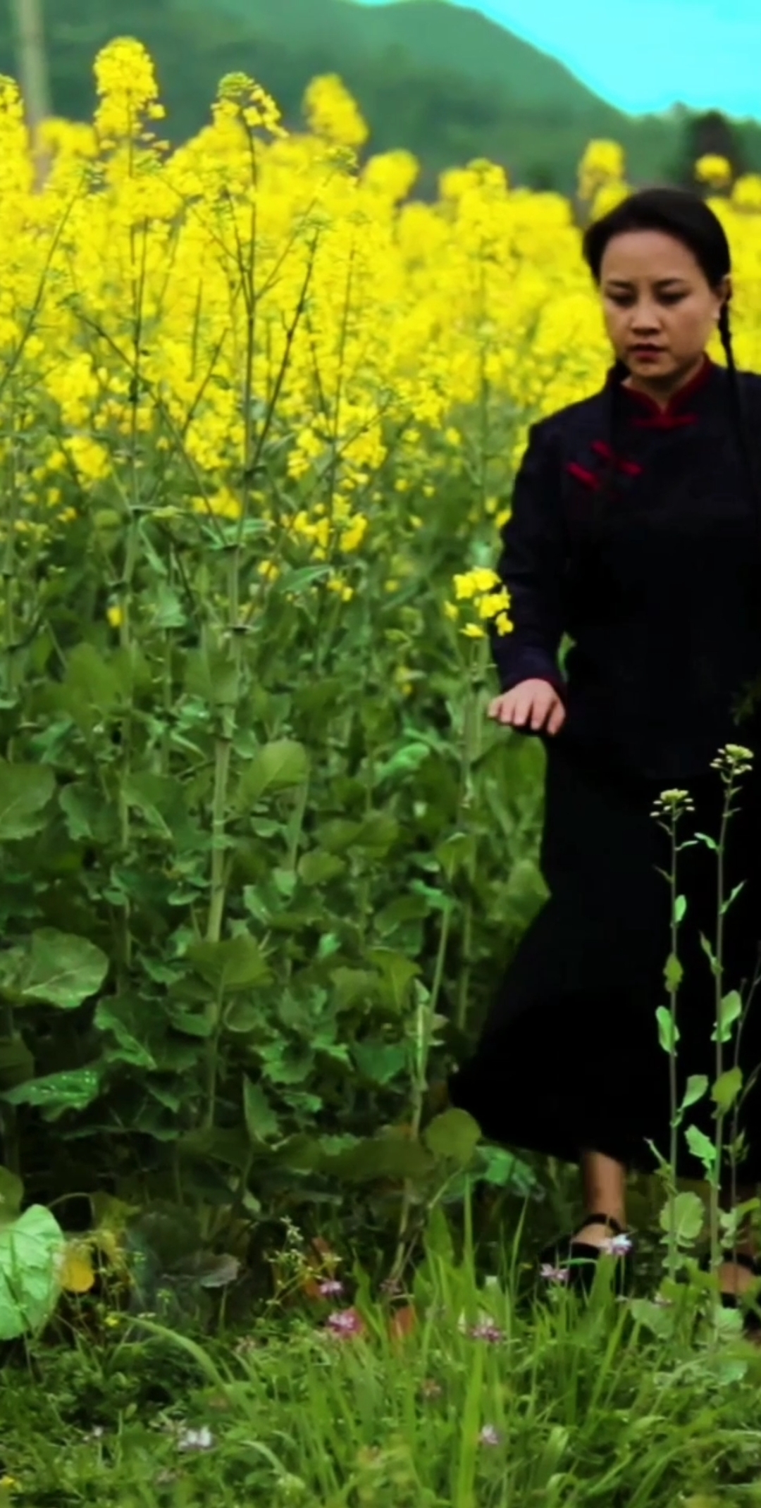 #乡村生活#油菜花开的季节,也是野菜青嫩的时候～野芹菜