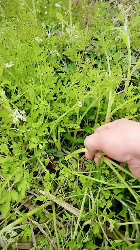 水芹菜开花表示老了,今年再吃最后一次,想吃只能等下年了!