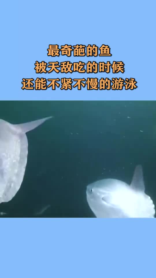 搞笑视频最奇葩的鱼,被天敌吃的时候,还能不紧不慢的游泳