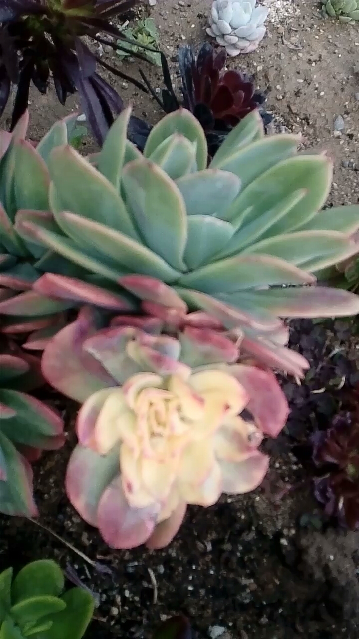 绮罗出锦了,没有太阳拍不出它的美。可还是忍不住拍了。