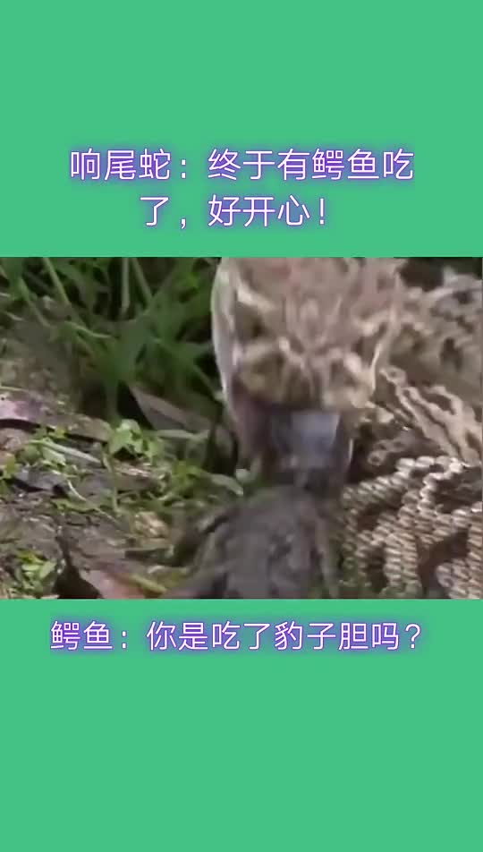 动物世界鳄鱼你是吃了熊心豹子胆了吗