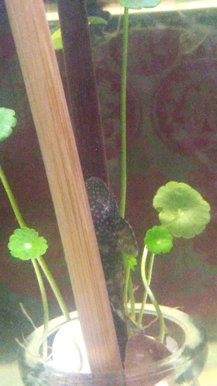 迷彩(雪花)胡子鱼长出了小胡子了