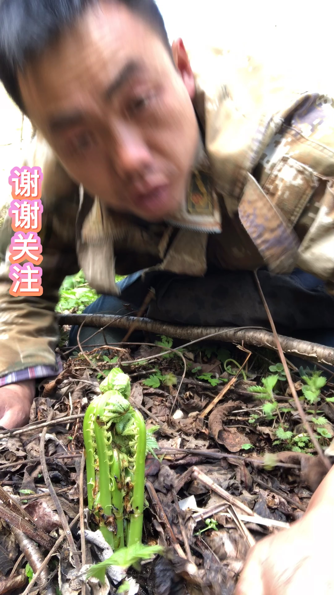 林区山野菜。黄瓜香