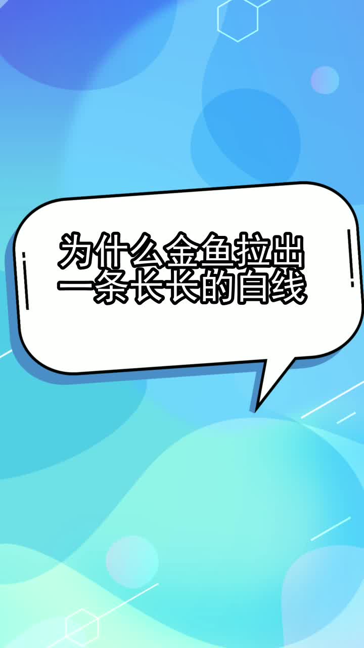 为什么金鱼拉出一条长长的白线,你清楚了吗