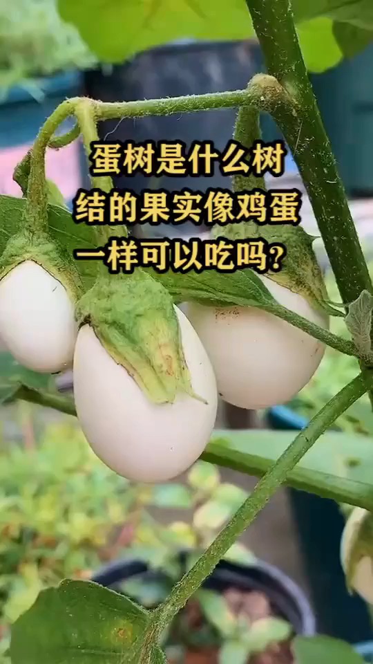 蛋树是什么树结的果实像鸡蛋一样可以吃吗?