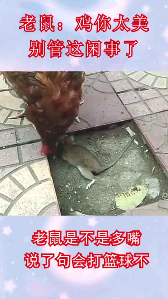 #搞笑段子#大公鸡:猫敢抓的老鼠我要抓,猫不敢抓的老鼠我更要抓!这就是我!