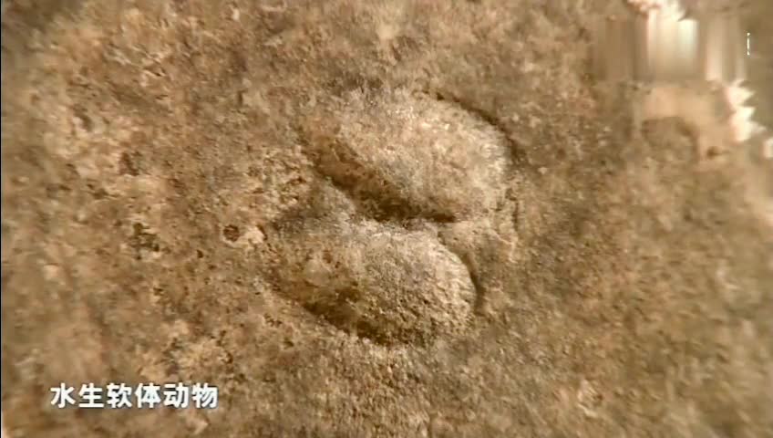 时光凝聚,远古化石,一条正在捕食的鱼定格在化石里化石鱼