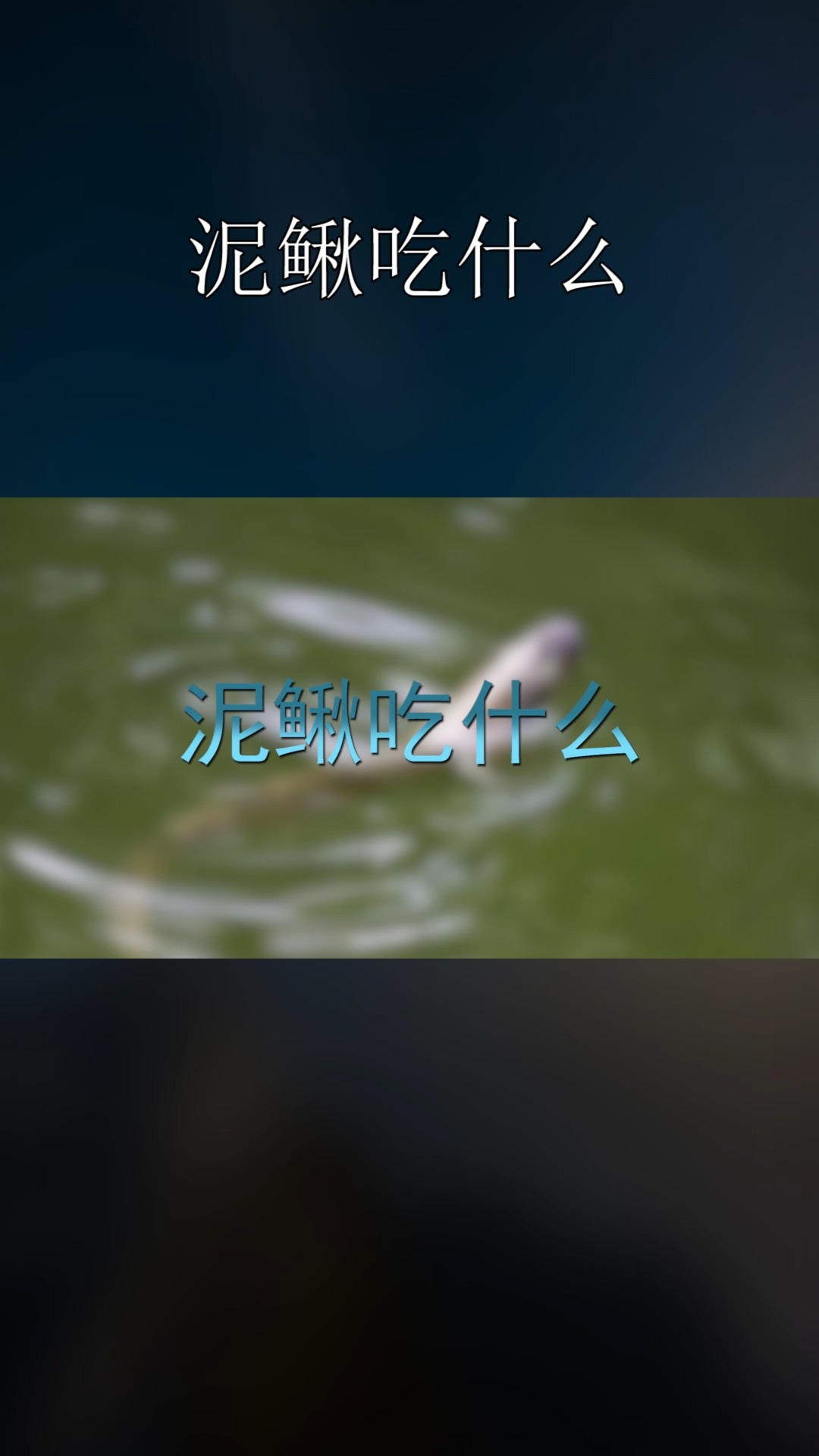 泥鳅吃什么