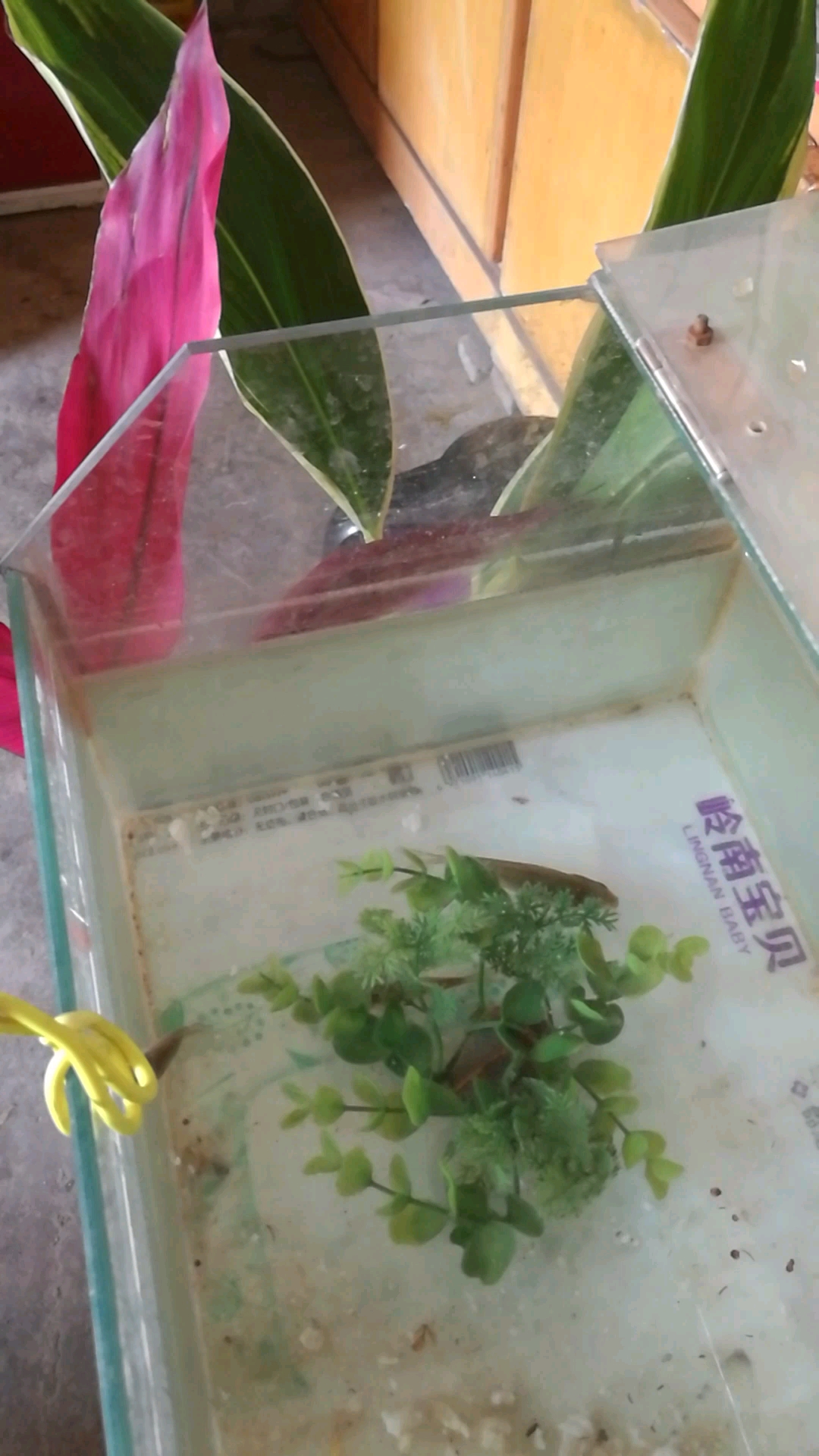 小鱼儿游来游去