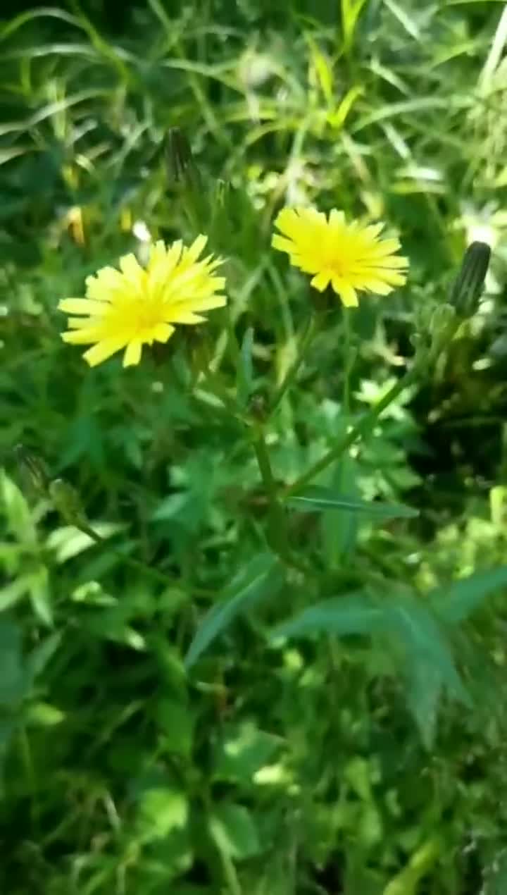 农村小野花,遍地生长,你知道它的名字吗