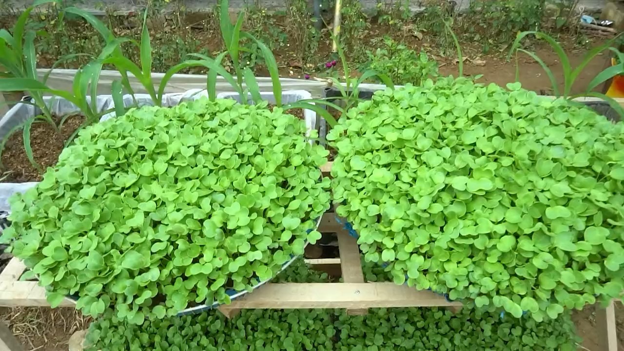 教你在家培育芽苗菜,方法简单易学,几天就能吃到新鲜芽苗菜