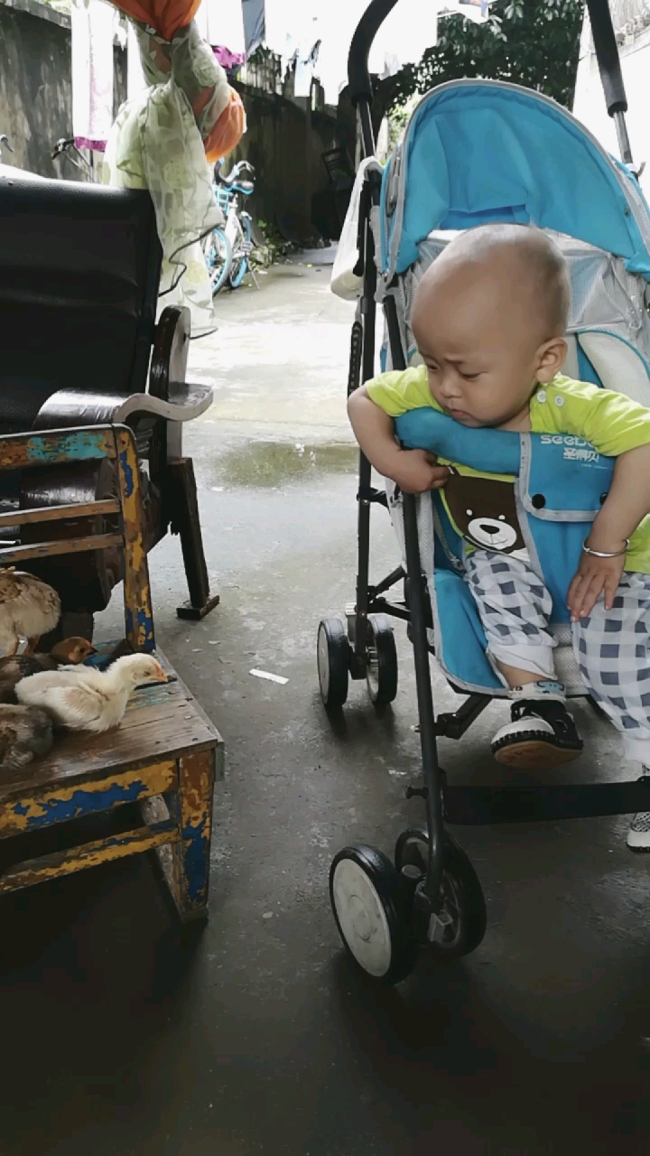 和小鸡说悄悄话