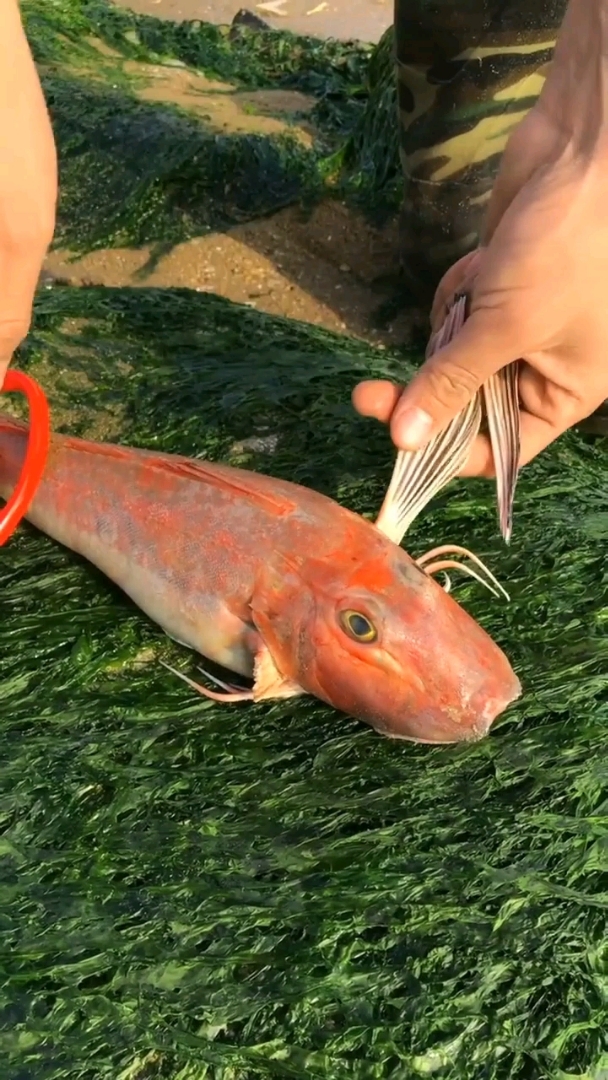 注意了!!红娘子鱼有些部位是不能食用的
