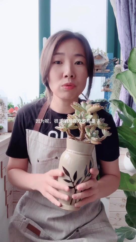 毛绒绒的多肉月兔耳,好养!可爱!(一)