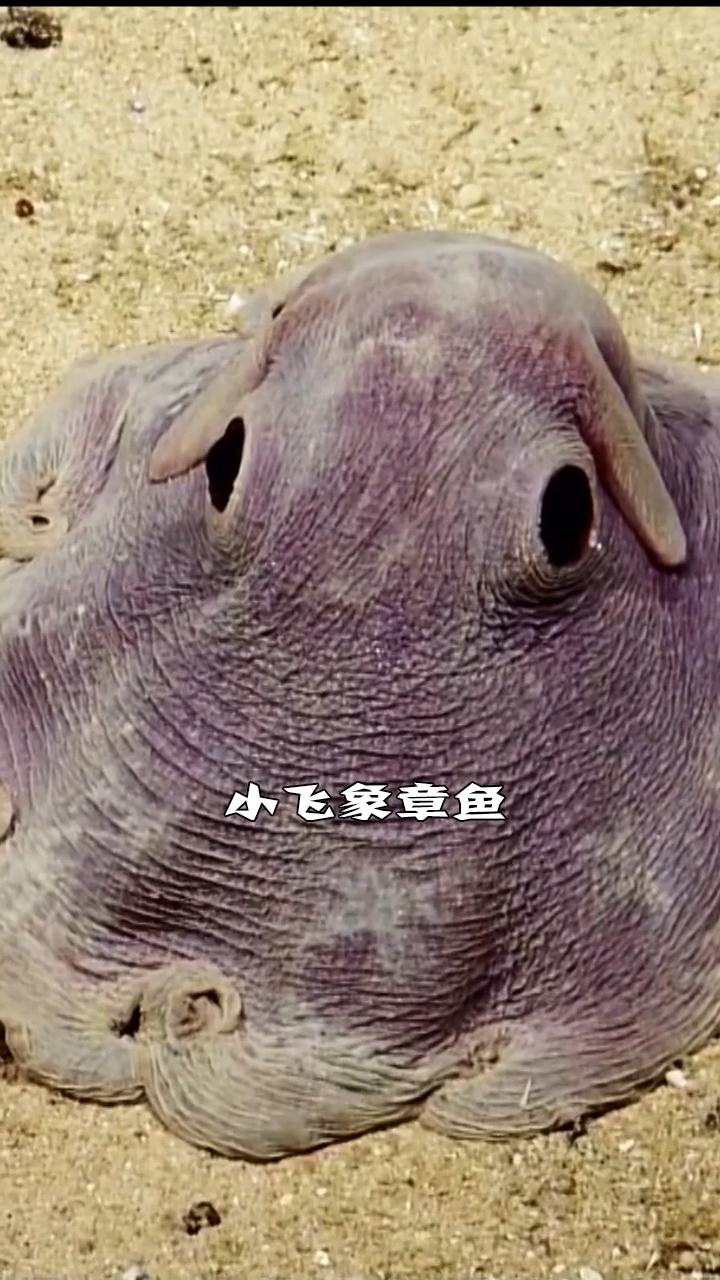 世界上最可爱的章鱼,海里的小飞象