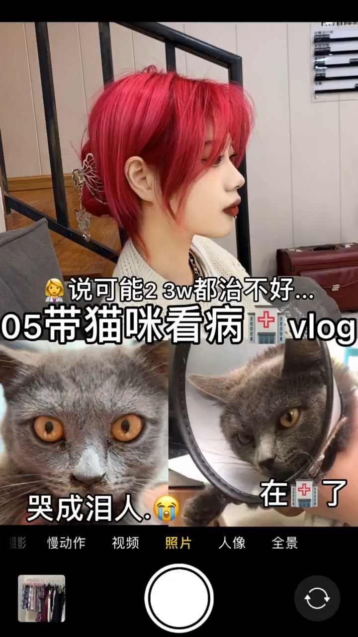 猫咪看病害太难了