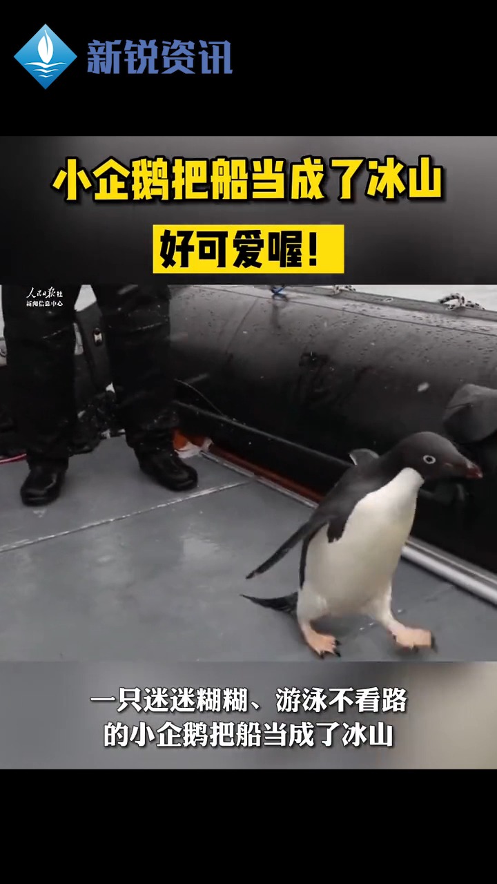 一只迷糊不看路的小企鹅把船当成了冰山……