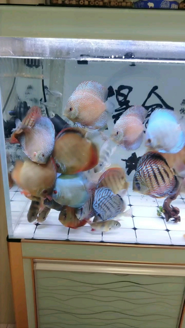 日常操作~喂食汉堡(也不知道为啥像素一下这样模糊失真)