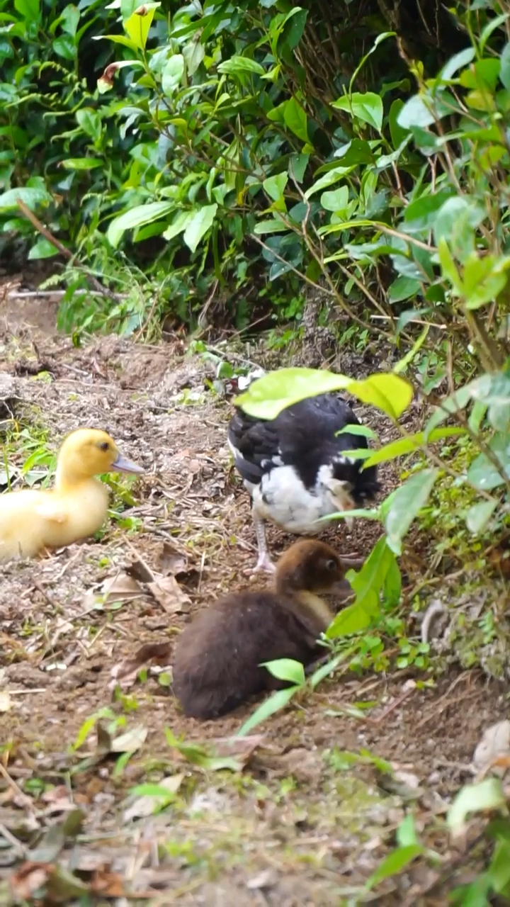小鸡给小鸭找虫子吃
