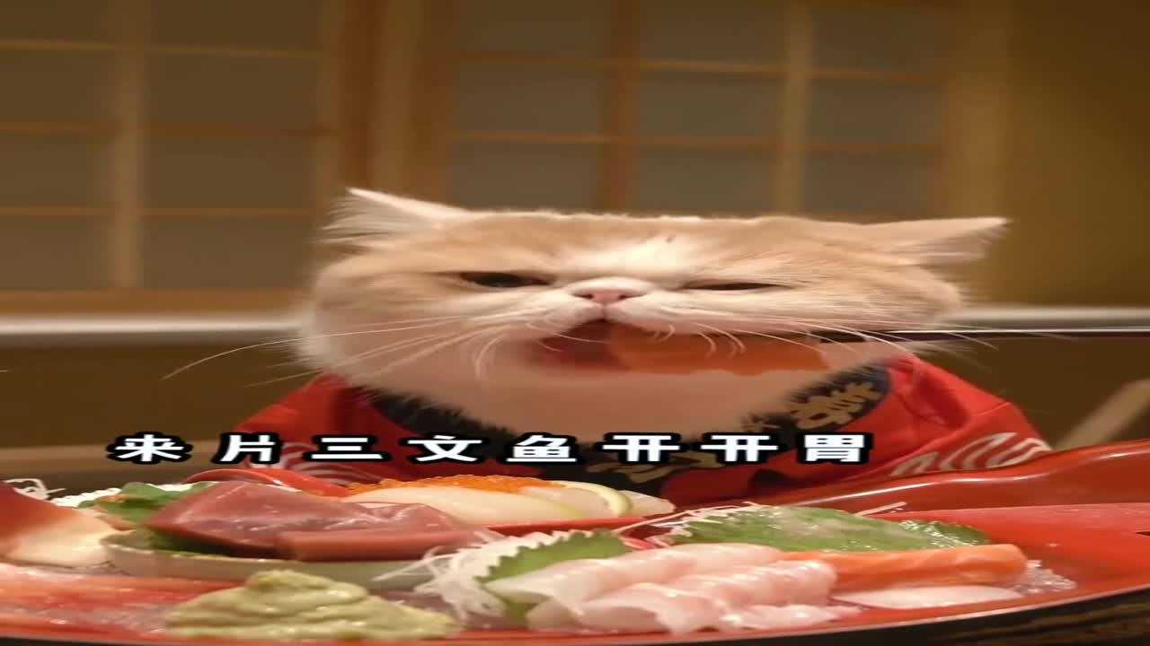 当小猫咪第一次吃刺身,真的越吃越上瘾!