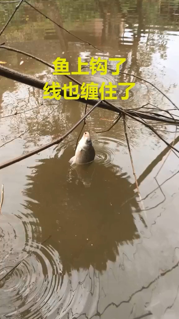 #搞笑视频#鱼上钩了,线也缠住了