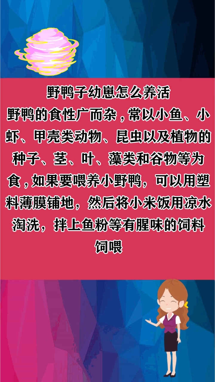 野鸭子幼崽怎么养活