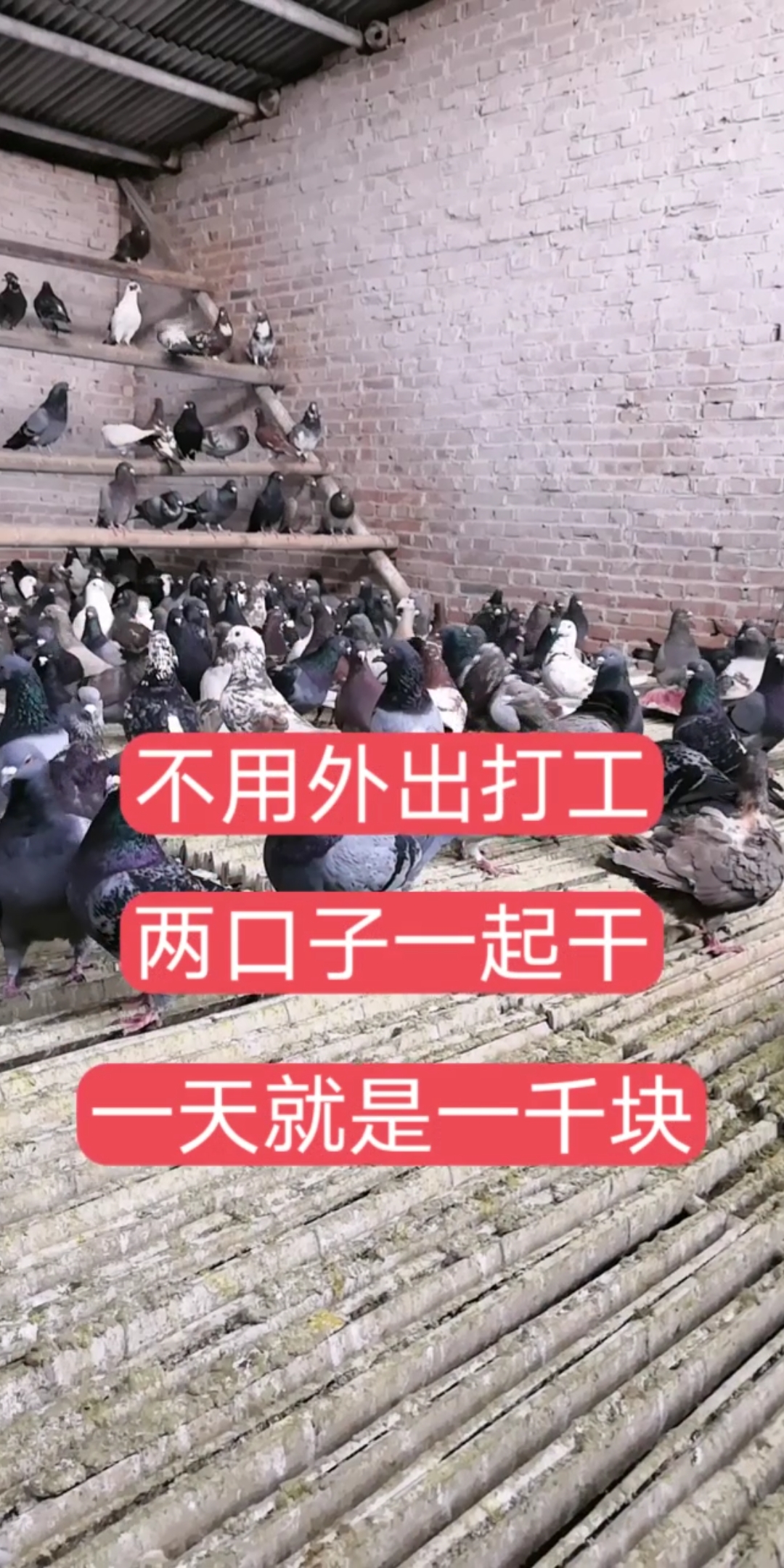 #元宝鸽#种鸽好养吗?肉鸽大体落地王适合哪里的气候