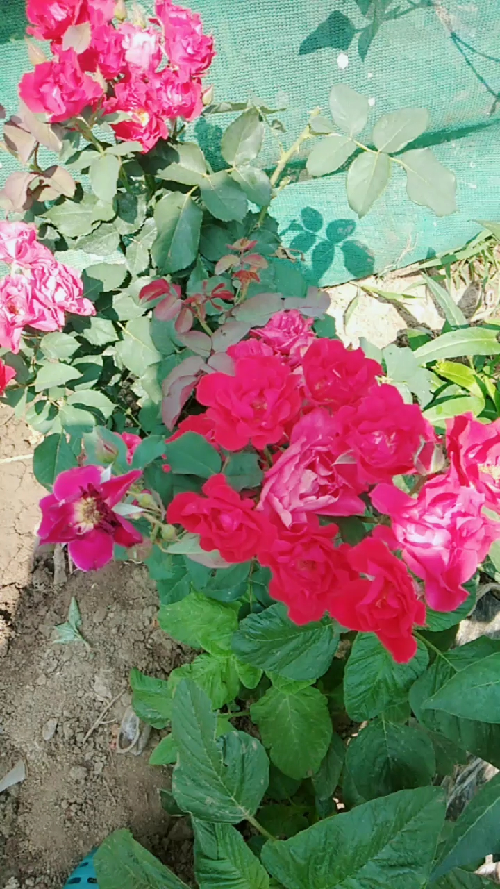 花园菜园