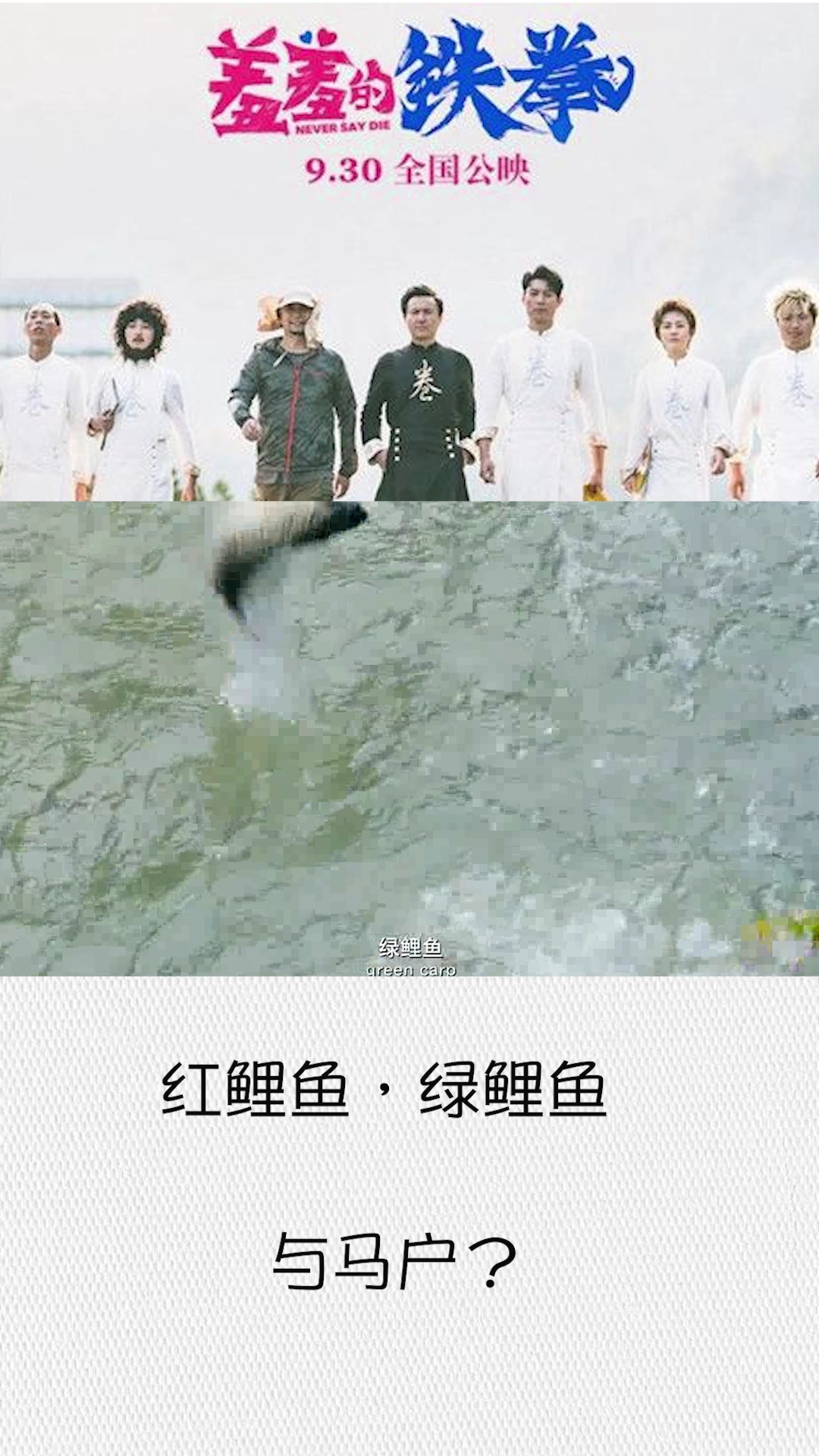 养铁拳。红鲤鱼,绿鲤鱼。与马户?