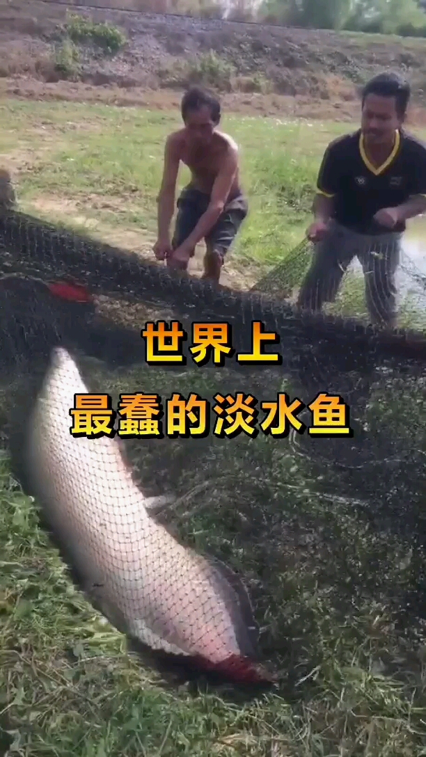世上最蠢的淡水鱼不但不怕还爱围观人类导致政府出保护!