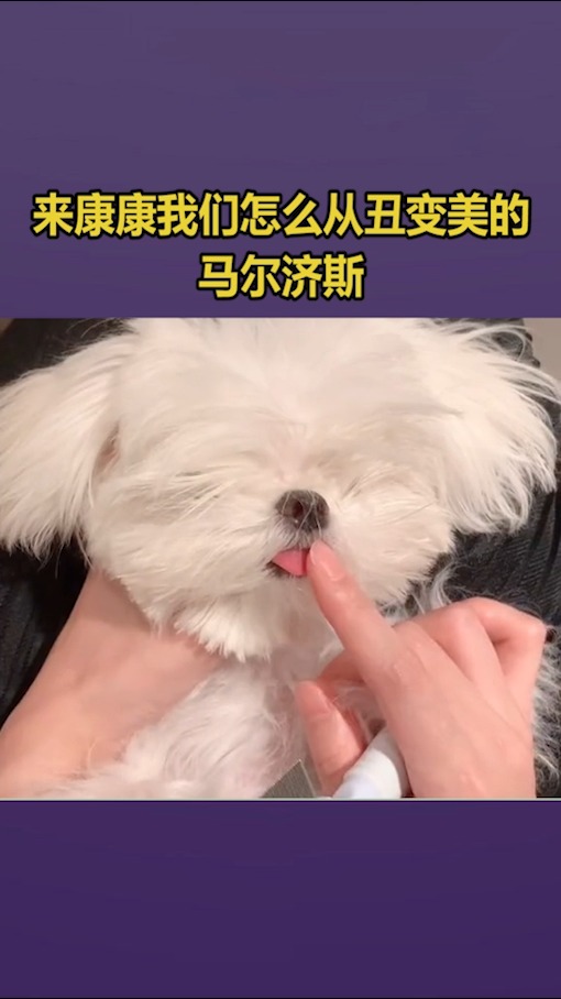 #我要上热门#来康康我们怎么从丑变美的,马尔济斯犬