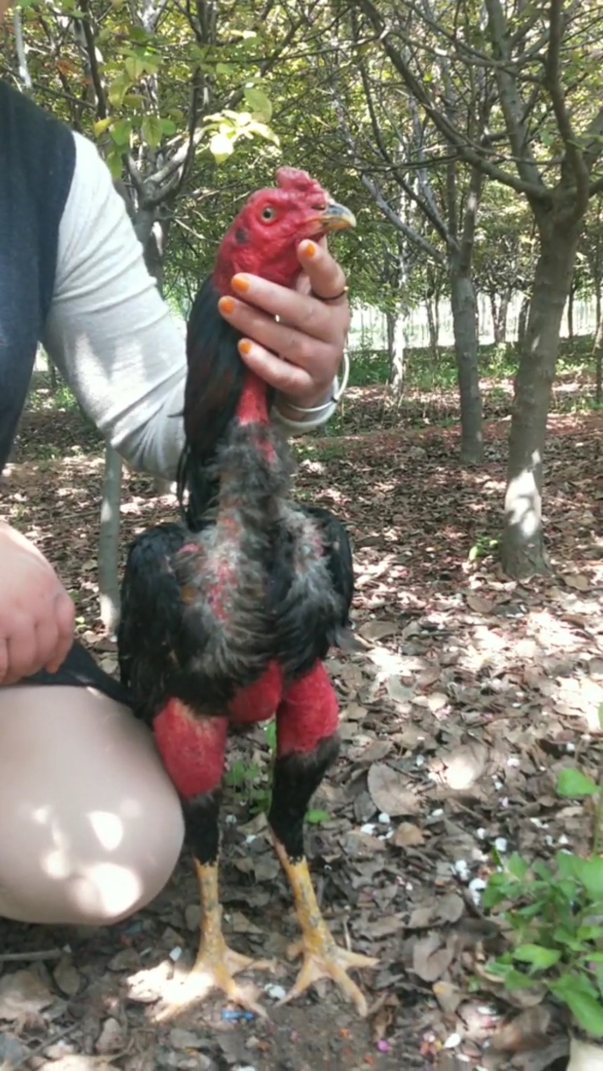纯种越南鬼子青年斗鸡