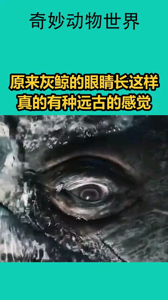 原来灰鲸的眼睛长这样,真的有种远古的感觉