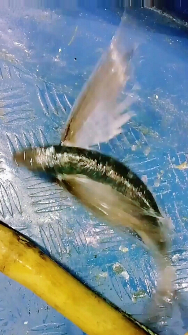 六眼飞鱼