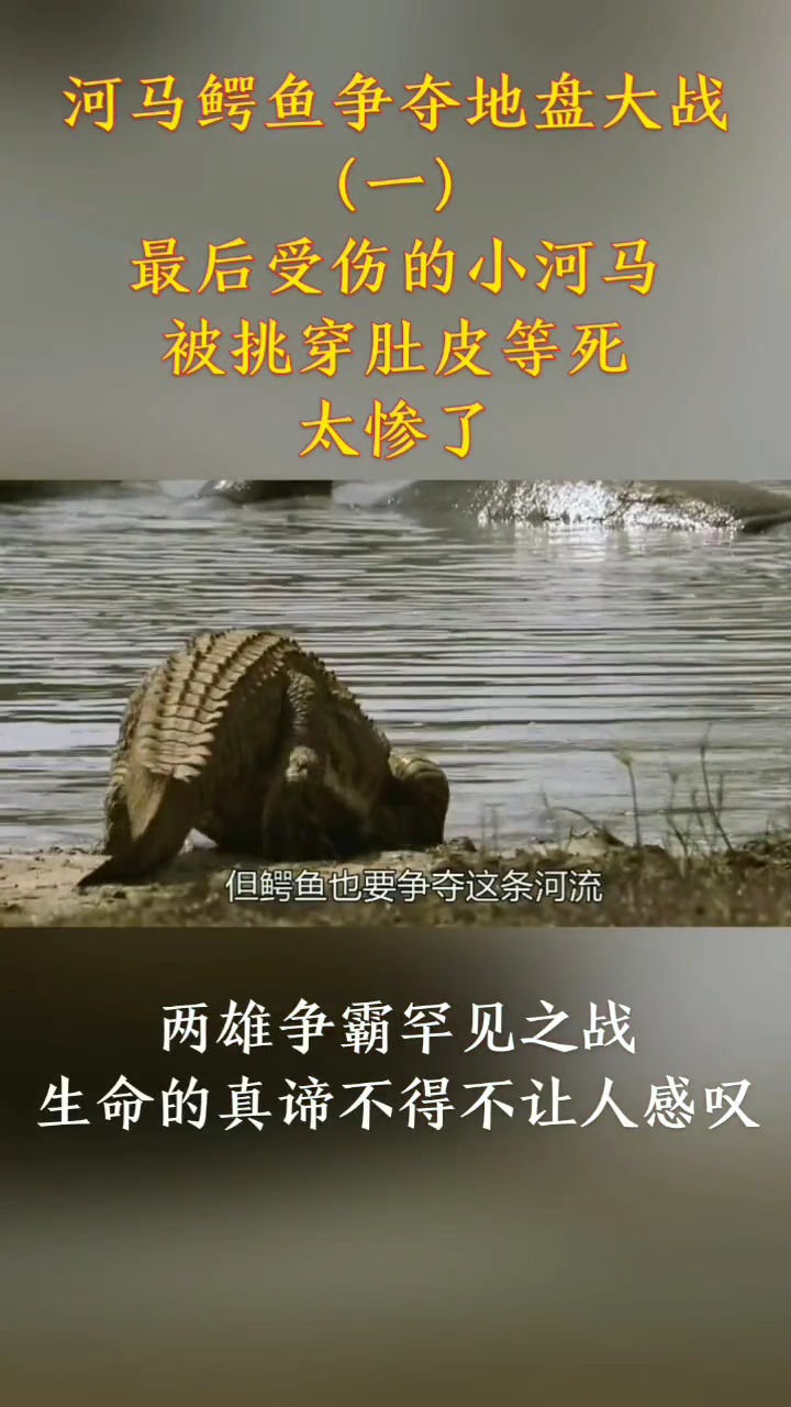 河马鳄鱼争夺地盘