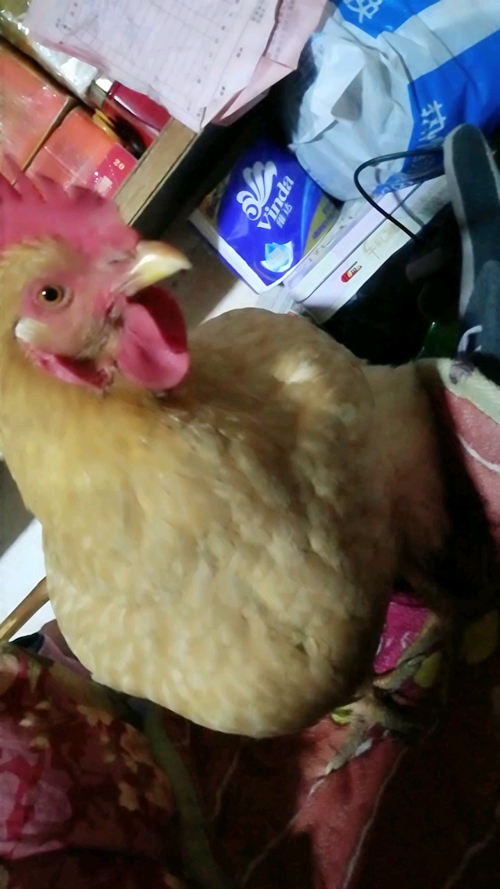 生蛋漂亮的母鸡