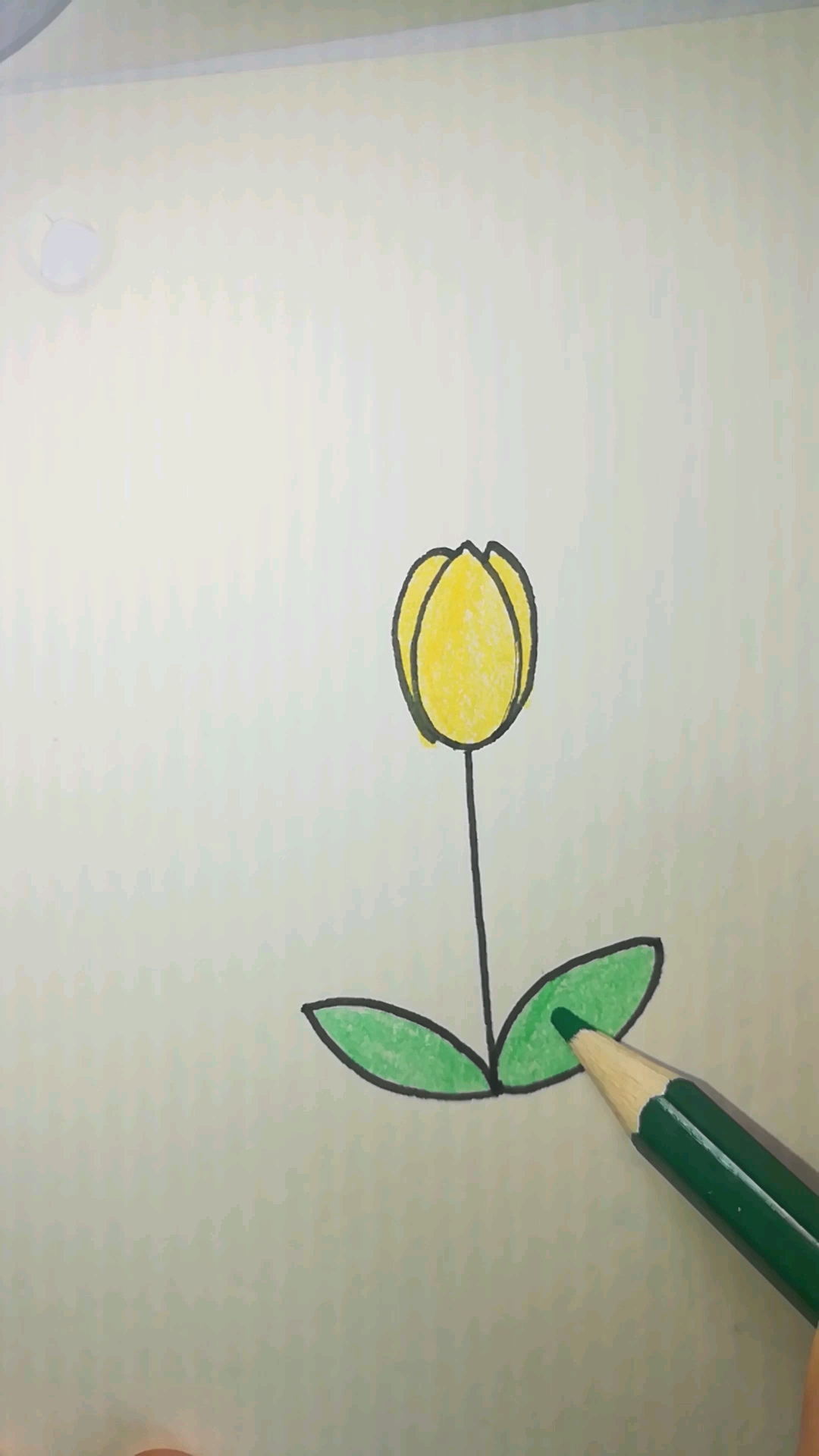#我的小花园#简笔画郁金香，简简单单很好画，一块画起来吧～～