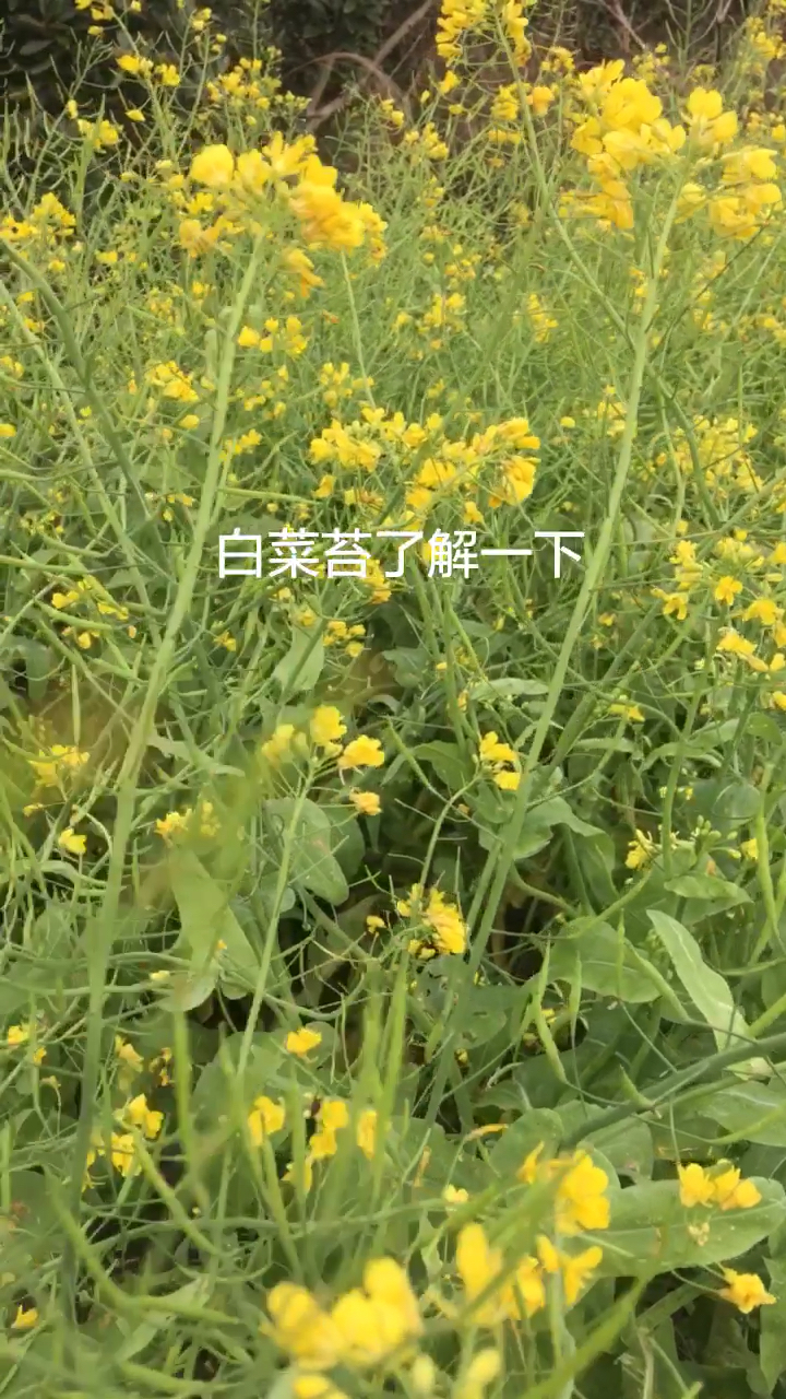 #乡村生活#蔬菜界的奥斯卡，你以为它是油菜花？其实是白菜苔