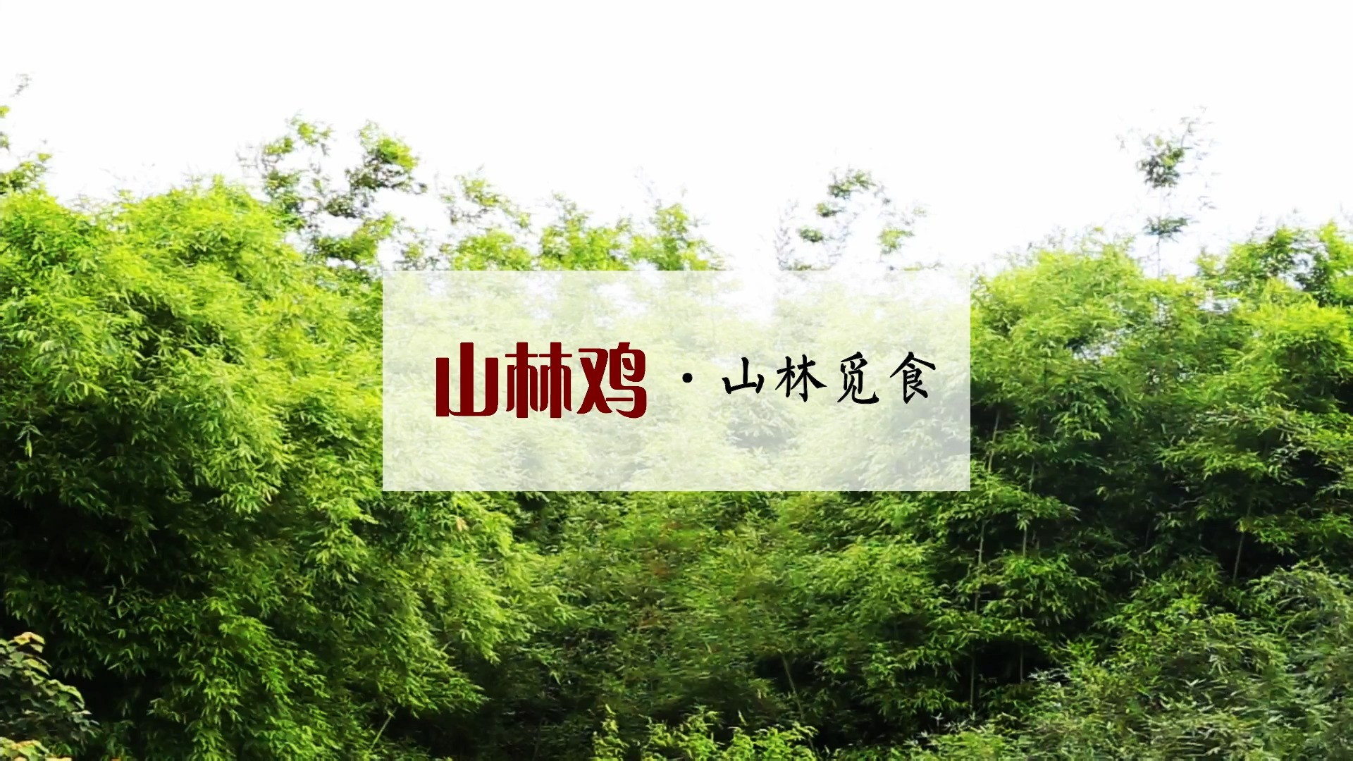 #散养土鸡#山林鸡-山林觅食
