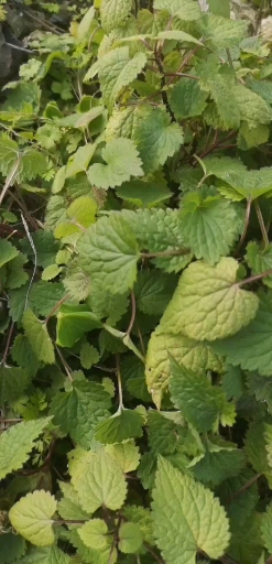 #野生药草#这叫野芝麻,功效  凉血止血;活血止痛