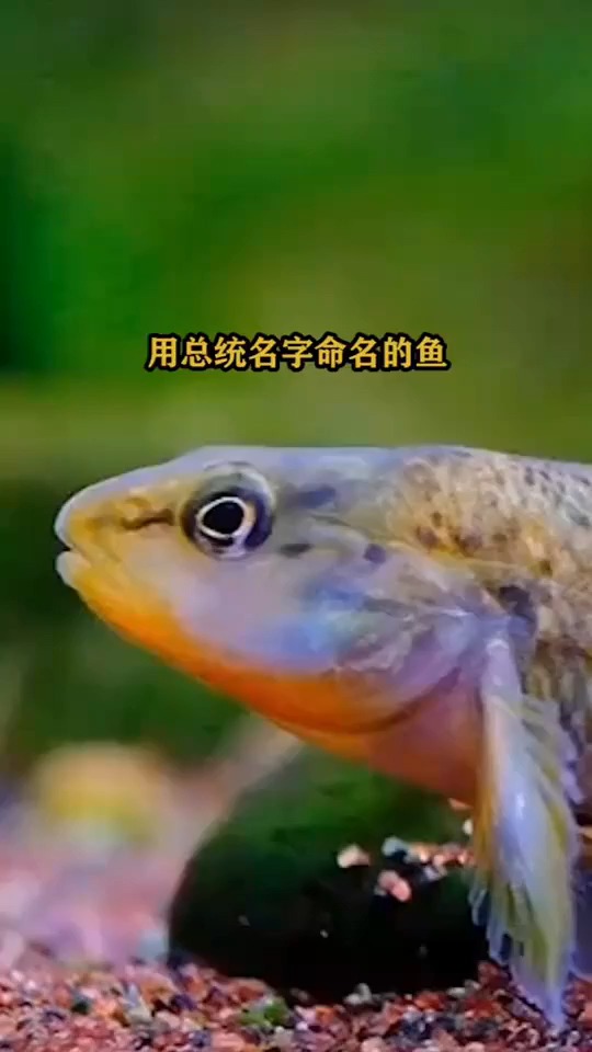 用总统名字命名的鱼